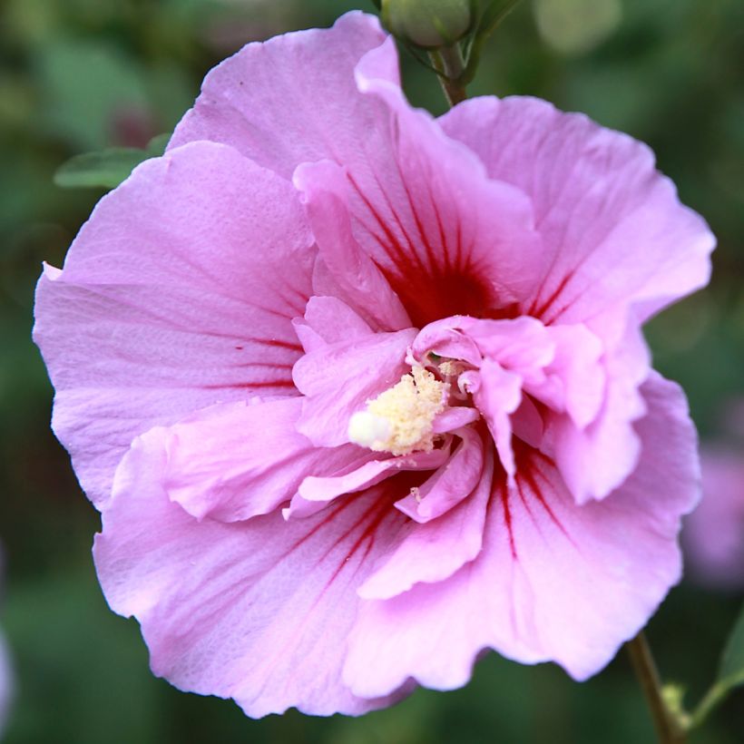 Altea Purple Pillar - Hibiscus syriacus (Floración)