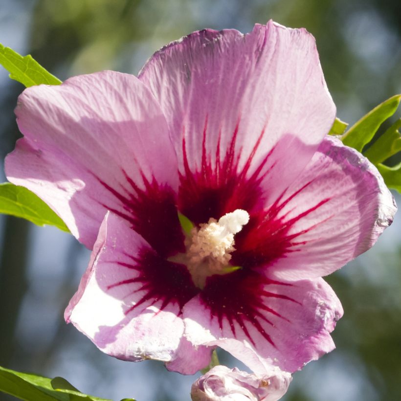 Altea Rosso - Hibiscus syriacus (Floración)