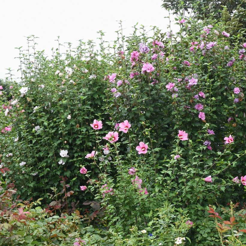 Altea Rosso - Hibiscus syriacus (Porte)