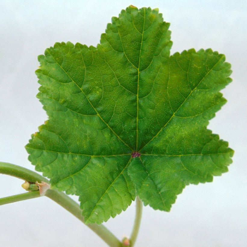 Malva común - Malva sylvestris (Follaje)