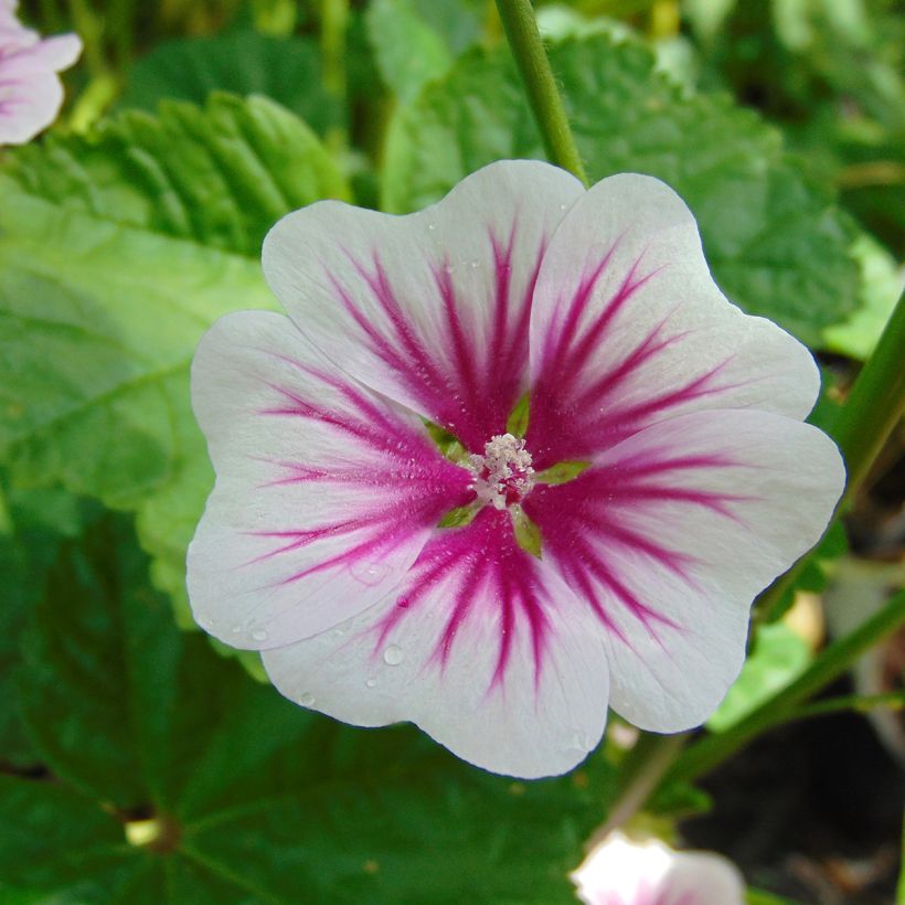 Malva común - Malva sylvestris (Floración)