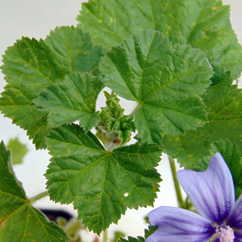 Malva común Primley Blue - Malva sylvestris (Follaje)