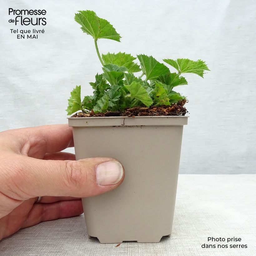 Malva común Primley Blue - Malva sylvestris Maceta de 8/9 cm Ejemplar entregado en la primavera