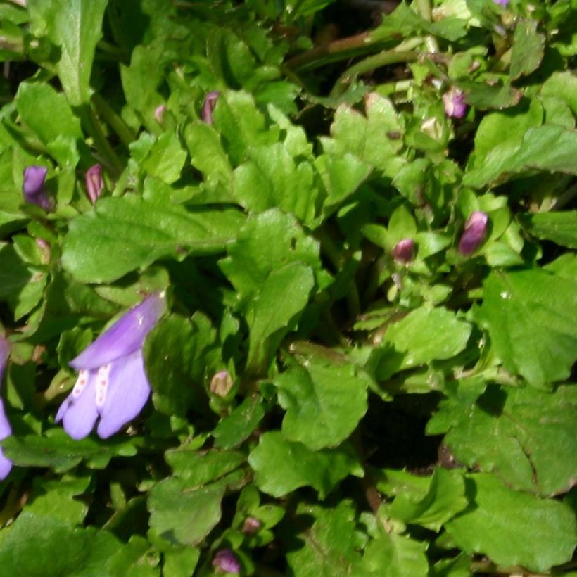 Mazus reptans (Follaje)