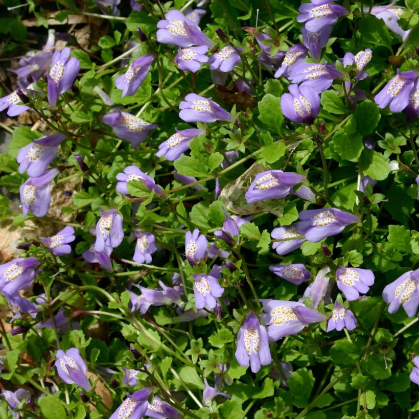 Mazus reptans (Floración)