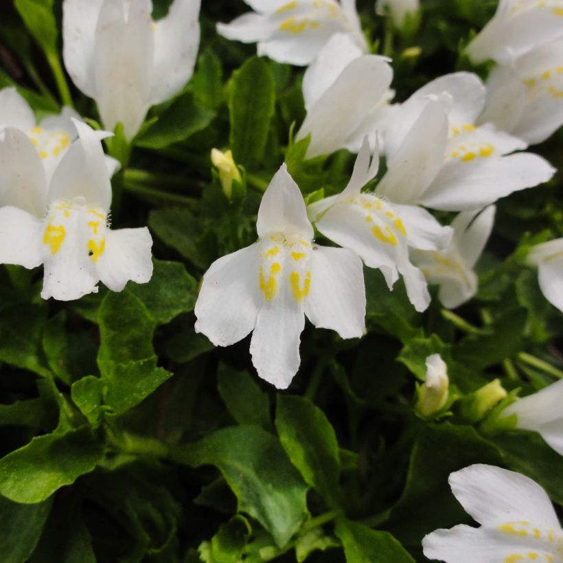 Mazus reptans Albus (Floración)