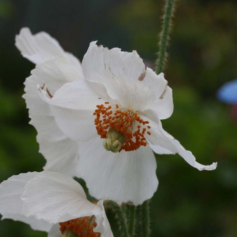 Meconopsis betonicifolia Alba - Amapola del Himalaya (Floración)