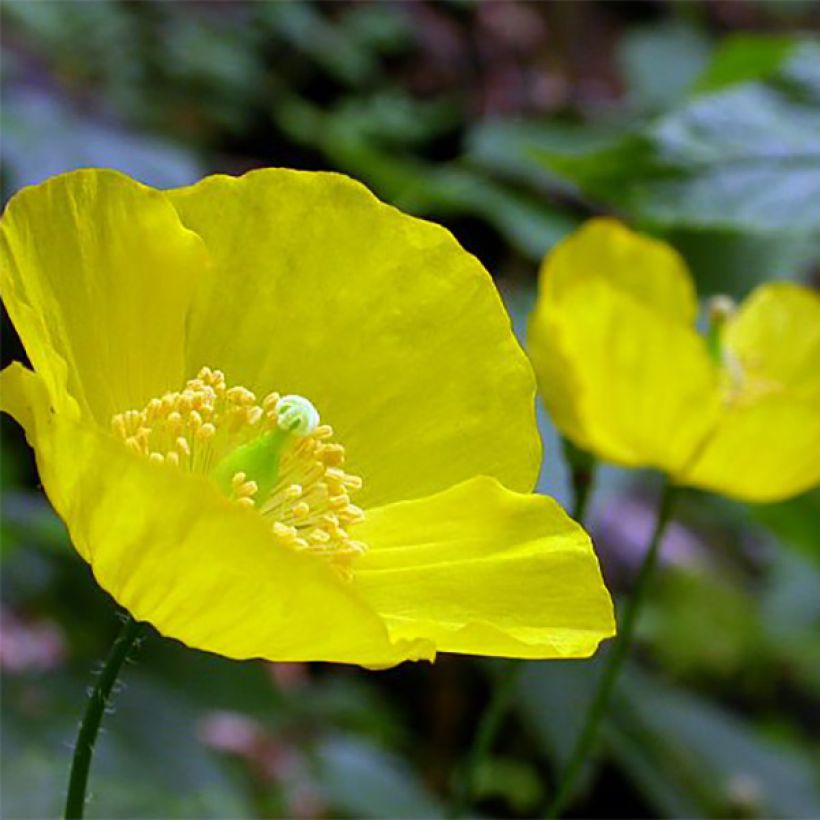 Meconopsis cambrica - Amapola amarilla (Floración)