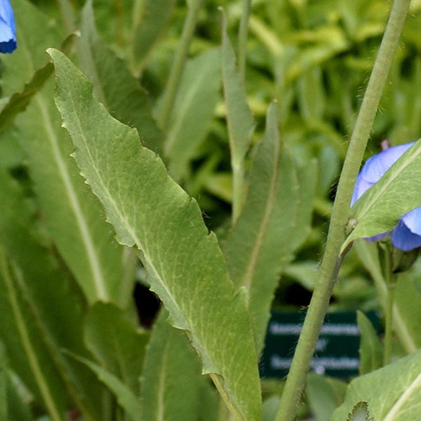 Meconopsis grandis - Amapola Azul (Follaje)