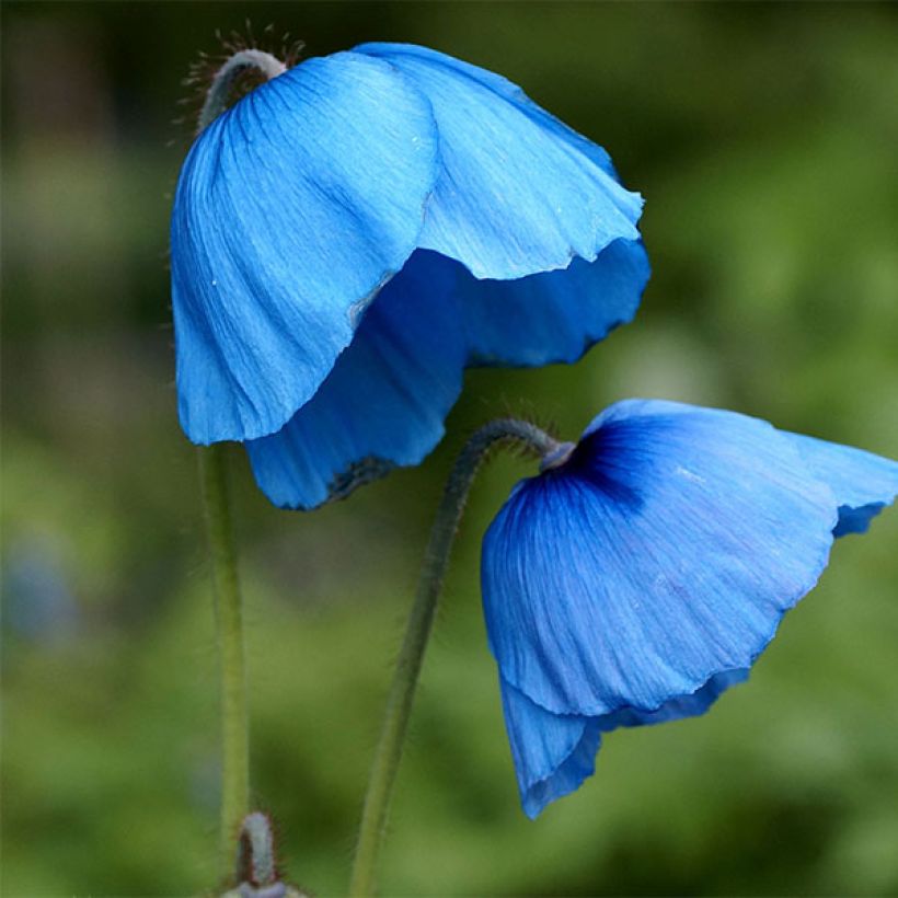 Meconopsis grandis - Amapola Azul (Floración)