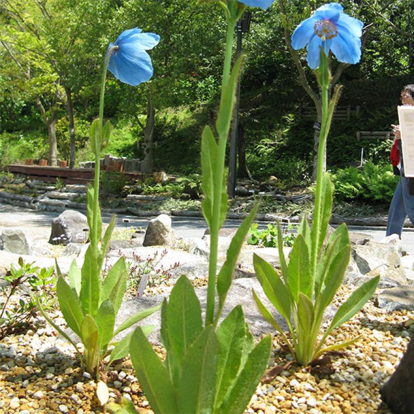 Meconopsis grandis - Amapola Azul (Porte)