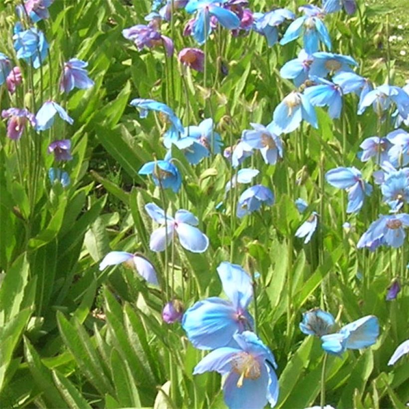 Meconopsis sheldonii - Amapola Azul (Floración)