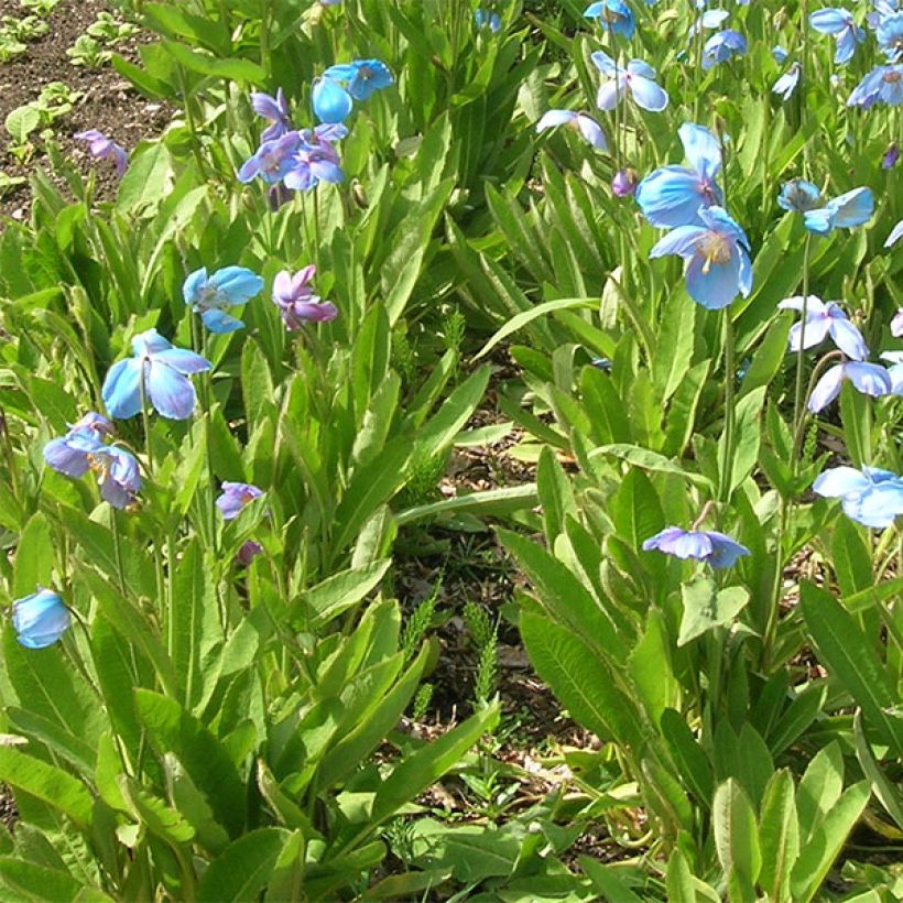 Meconopsis sheldonii - Amapola Azul (Porte)