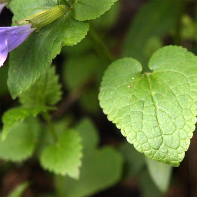 Meehania urticifolia (Follaje)