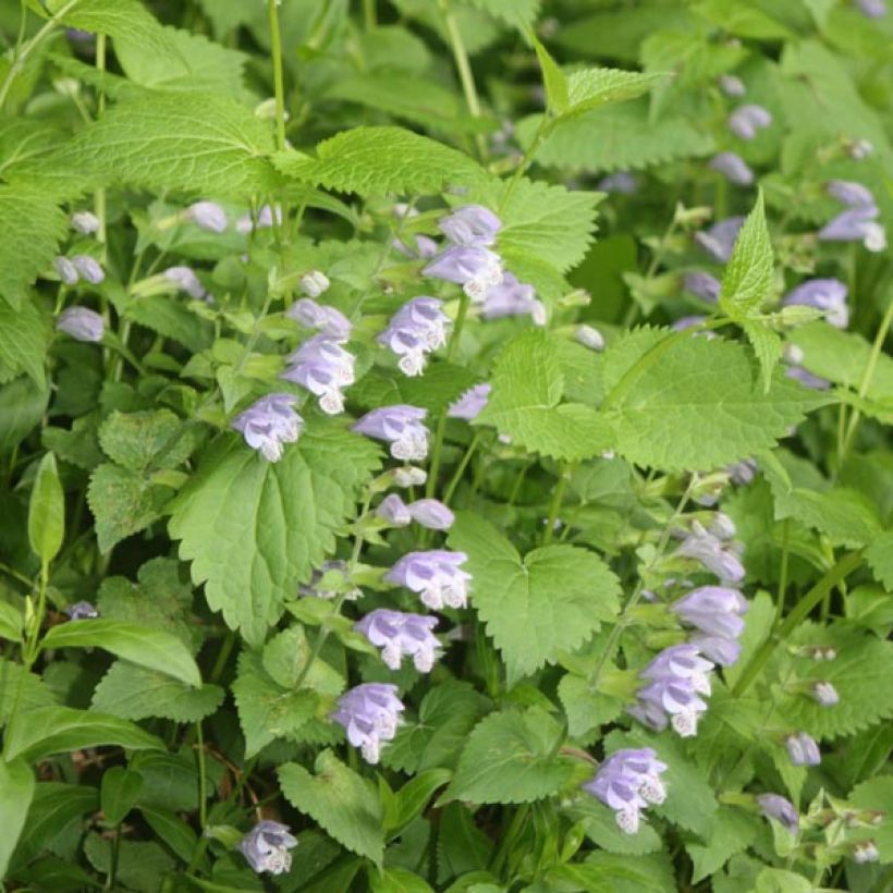 Meehania urticifolia (Floración)