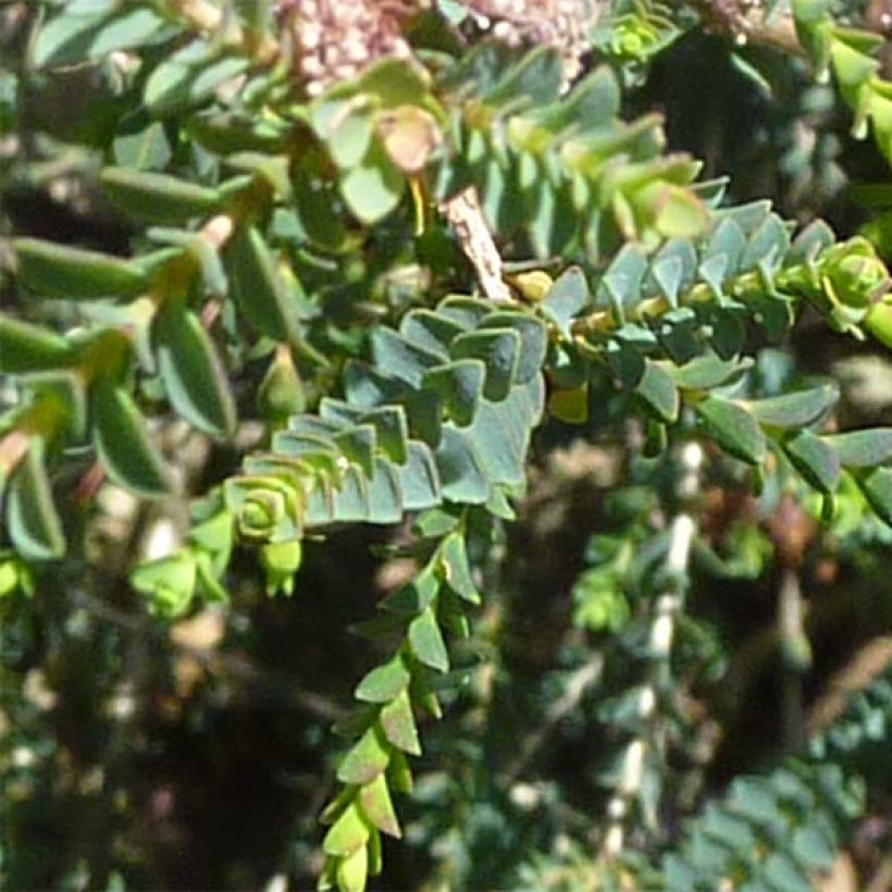 Melaleuca gibbosa (Follaje)