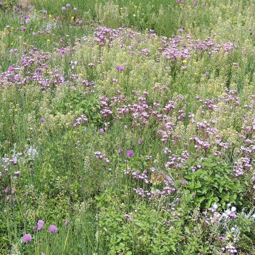 Mélange de fleurs vivaces couvre-sol, pour sols secs et superficiels (Porte)