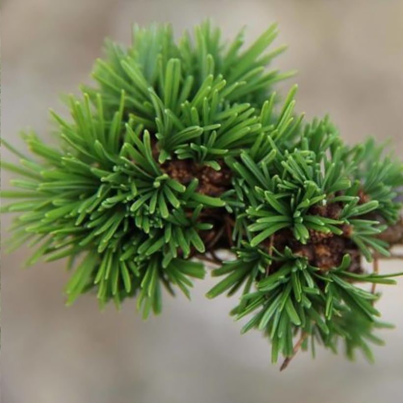 Larix decidua Krejci - Alerce europeo (Follaje)