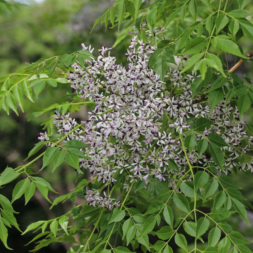 Melia azedarach - Cinamomo (Floración)