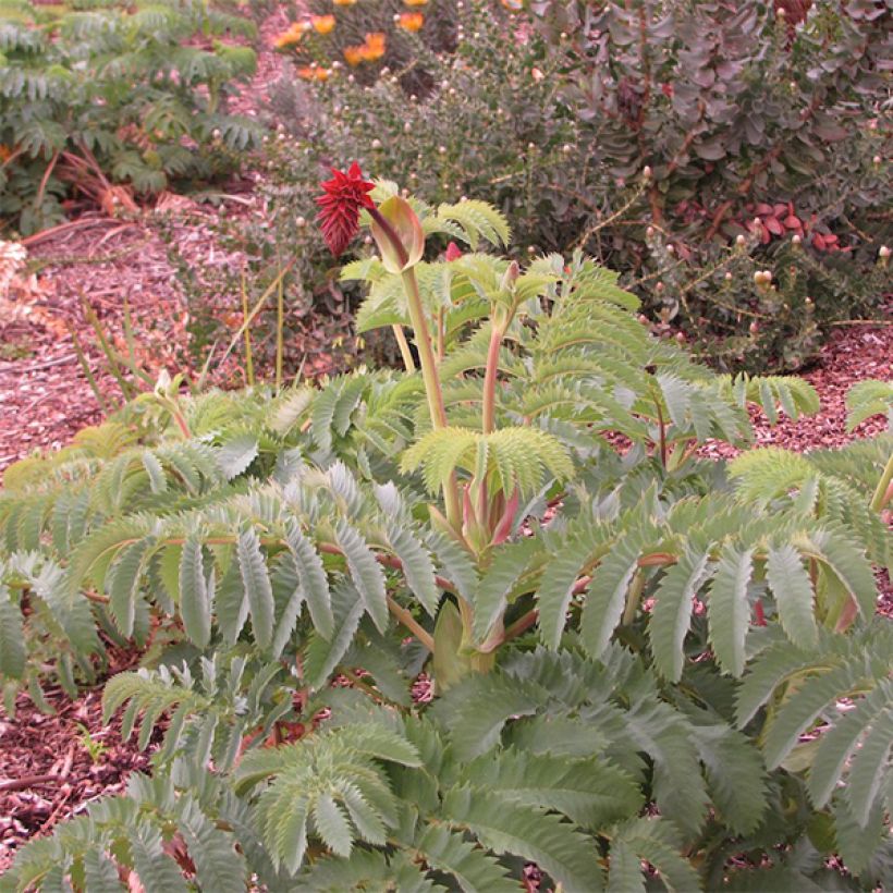 Melianthus major - Melero (Porte)