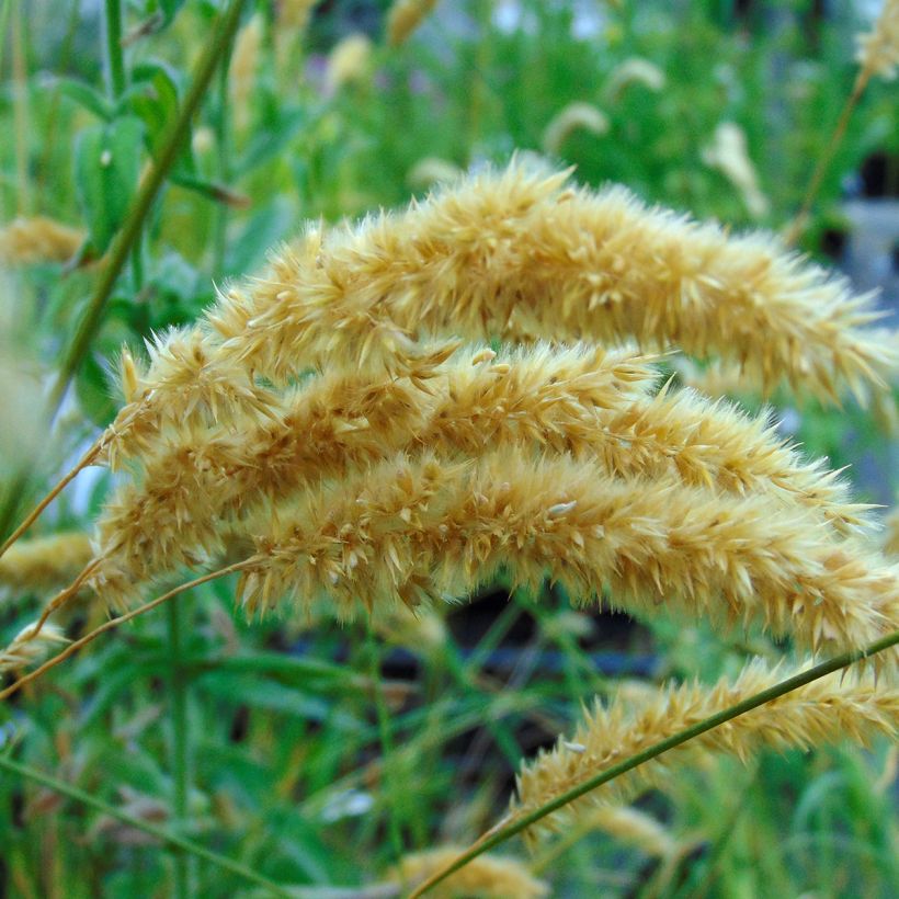 Melica ciliata - Espiguillas de seda (Floración)