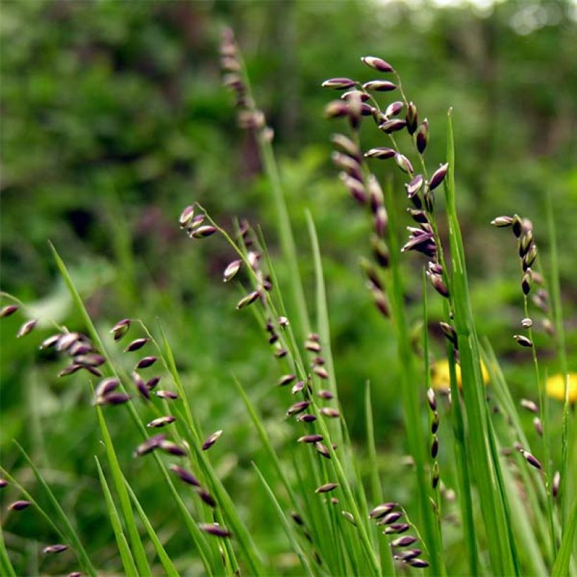 Melica nutans (Floración)