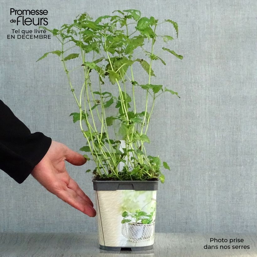 Mélisse citronnelle en plant BIO Pot de 1L./1,5L. Ejemplar entregado en invierno