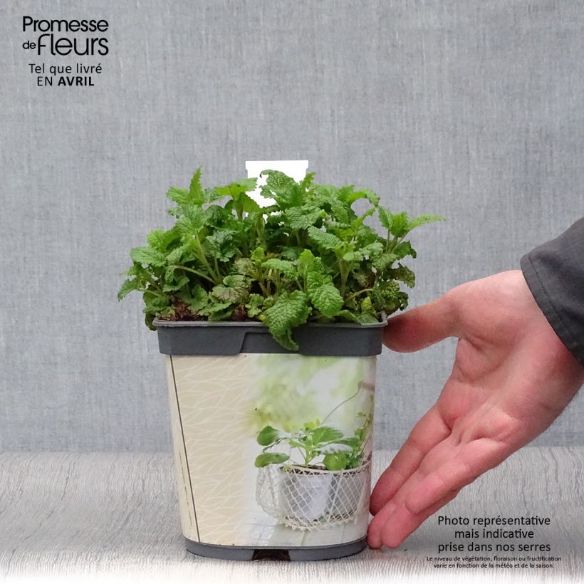 Mélisse citronnelle en plant BIO Pot de 1L./1,5L. Ejemplar entregado en la primavera