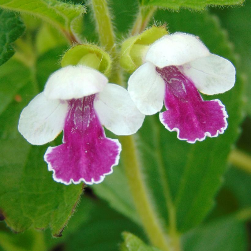 Melittis melissophyllum Royal Velvet - Melisa bastarda (Floración)