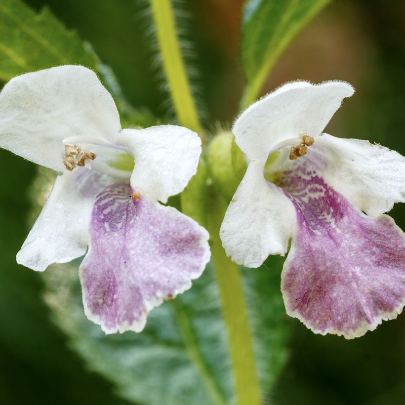 Melittis melissophyllum - Melisa bastarda (Floración)