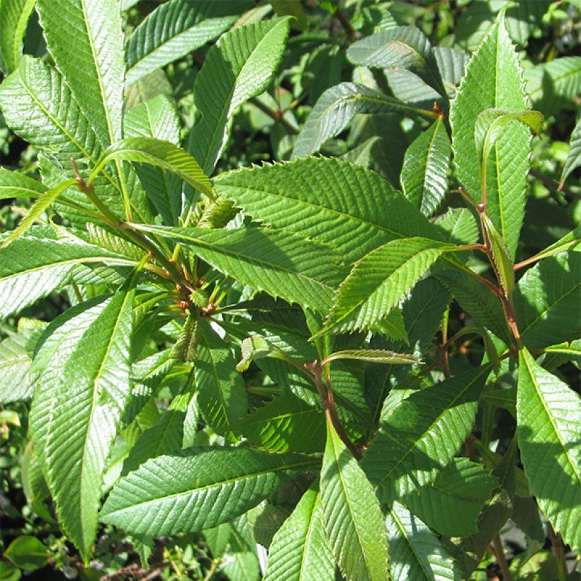 Melliosma cuneifolia (Follaje)