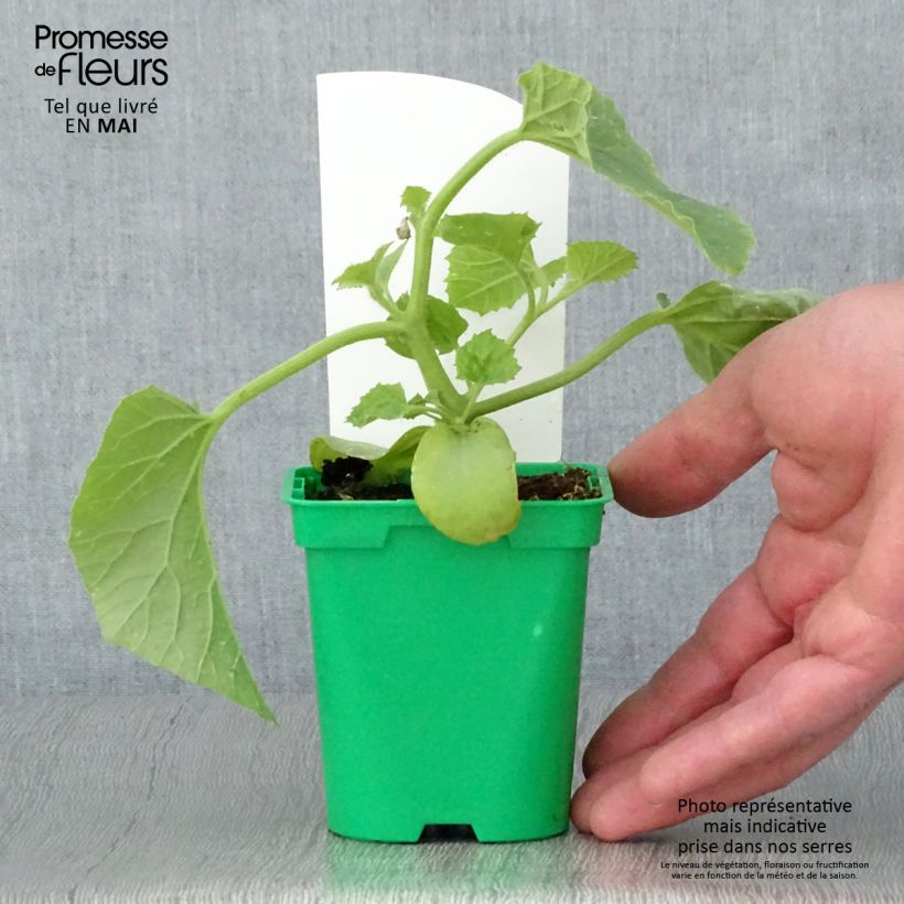 Melon Mangomel F1 en plants  Pot de 10,5 cm Ejemplar entregado en la primavera