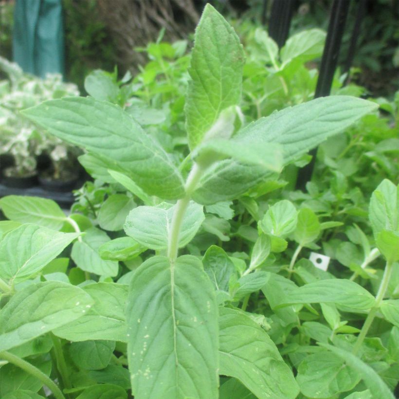 Menta de caballo Buddleja (Follaje)