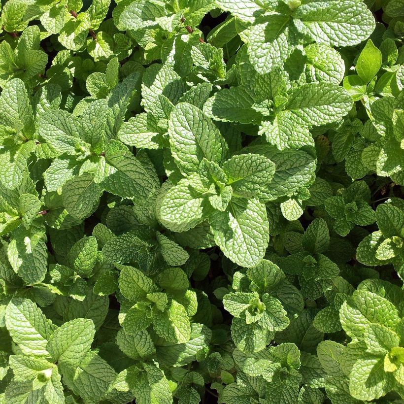 Menta Mojito Bio (Follaje)