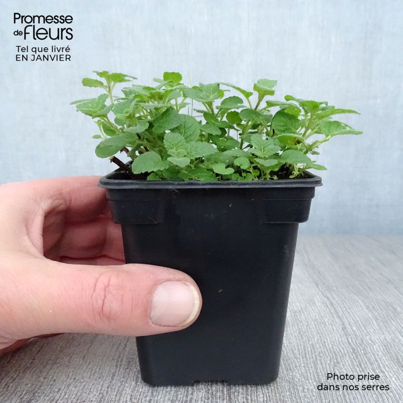 Menthe Bergamote BIO - Mentha citrata Bergamote Godet de 8 cm Ejemplar entregado en invierno