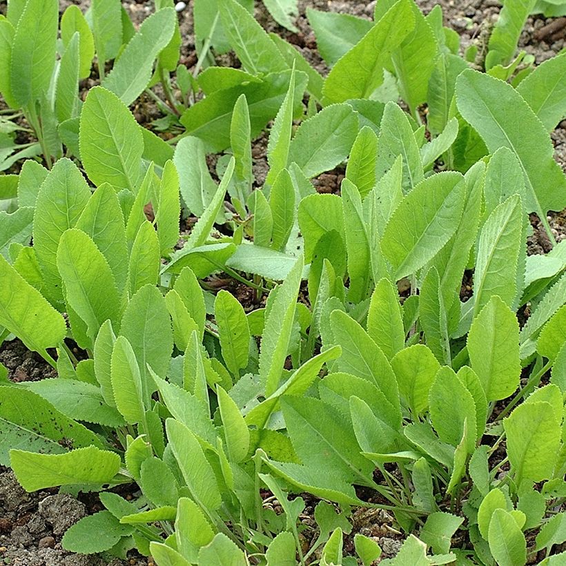 Hierba de Santa María - Tanacetum balsamita (Porte)