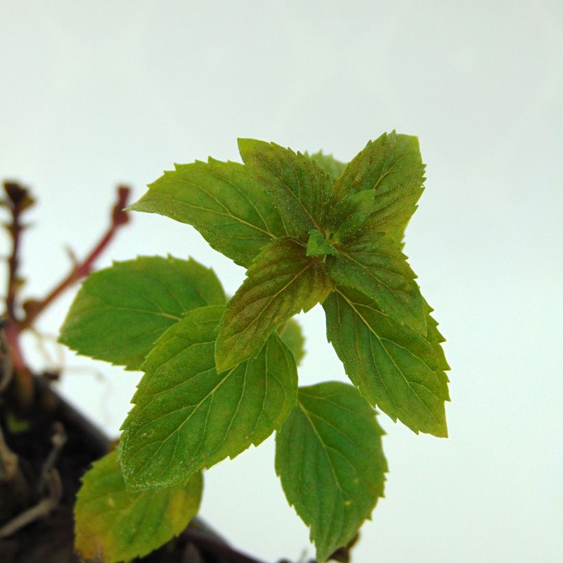 Menta bergamota Eau de Cologne (Follaje)