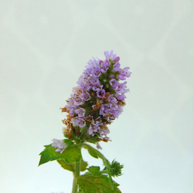 Menta bergamota Eau de Cologne (Floración)