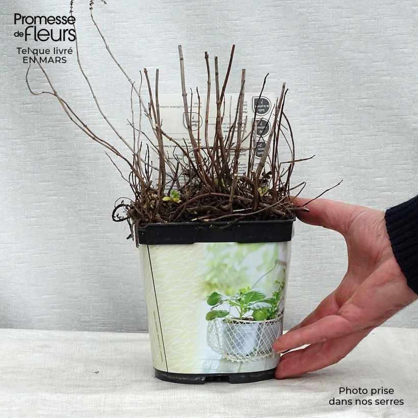 Menthe Mojito Bio - Mentha hemingwayensis en plant Bio - pot de 1L./1.5L. Ejemplar entregado en invierno