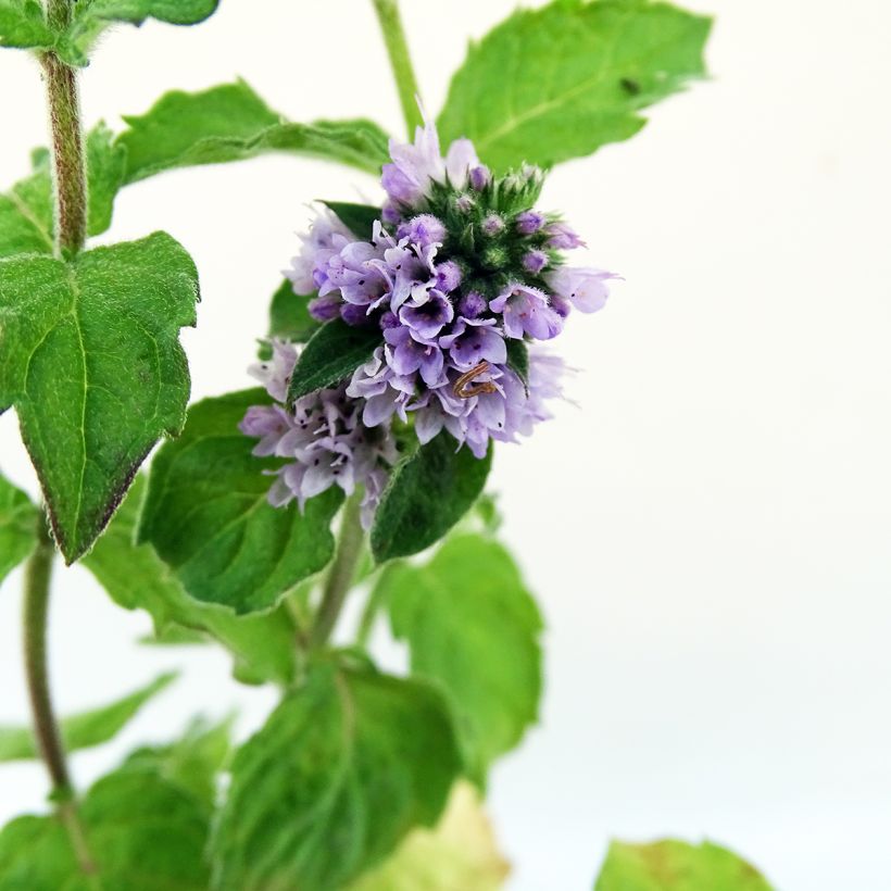 Menta bergamota Grapefruit (Floración)