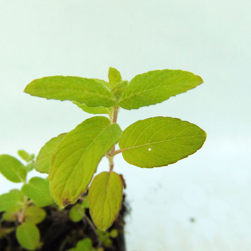 Menta de agua - Mentha aquatica (Follaje)