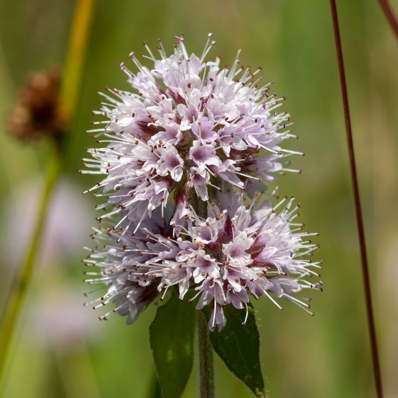 Menta de agua - Mentha aquatica (Floración)