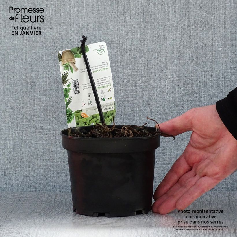 Menthe banane - Mentha arvensis Banana  Pot de 1,5L/2L Ejemplar entregado en invierno