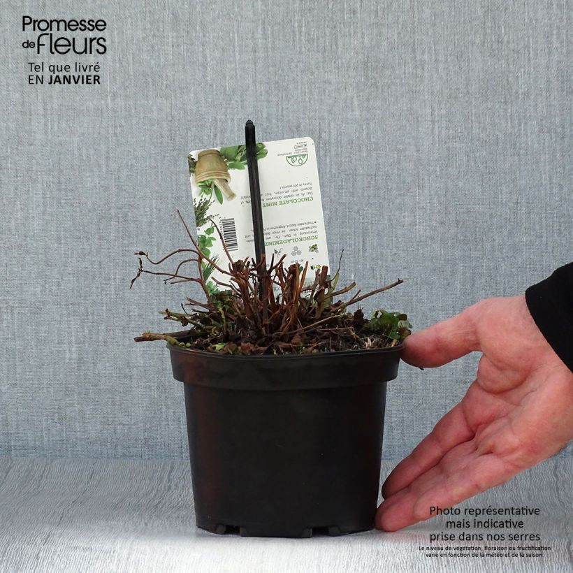 Menthe chocolat - Mentha x piperita schocominzev Pot de 1.5L/2L Ejemplar entregado en invierno