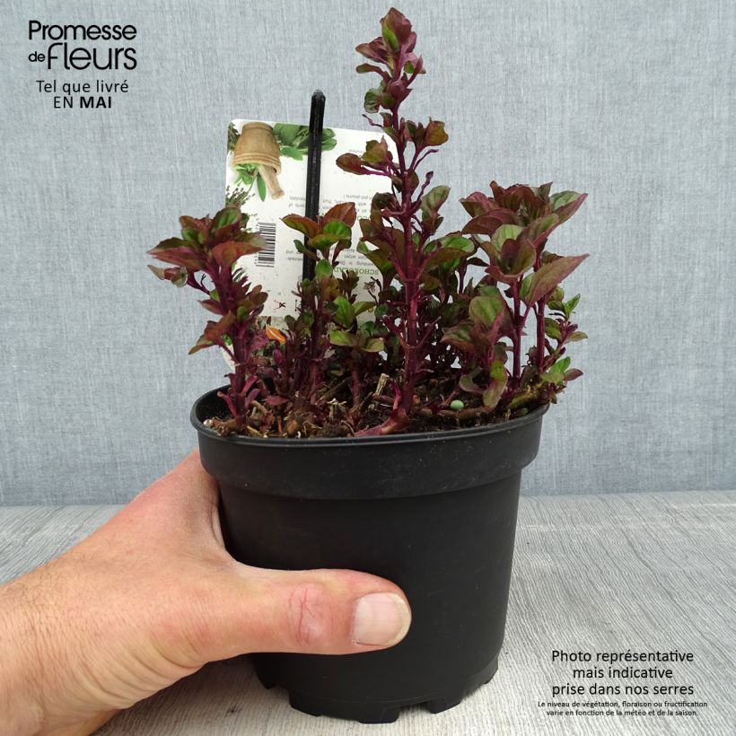 Menthe chocolat - Mentha x piperita schocominzev Pot de 1.5L/2L Ejemplar entregado en la primavera