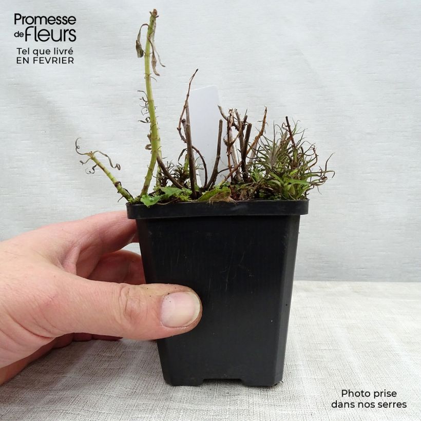 Menthe des Cerfs - Mentha cervina Godet de 8 cm Ejemplar entregado en invierno