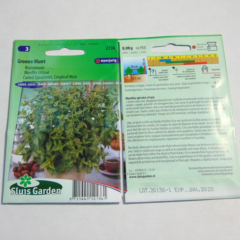 Ejemplo de ejemplar de Menthe frisée ou crépue - Mentha spicata Crispa Graines tal y como se entrega