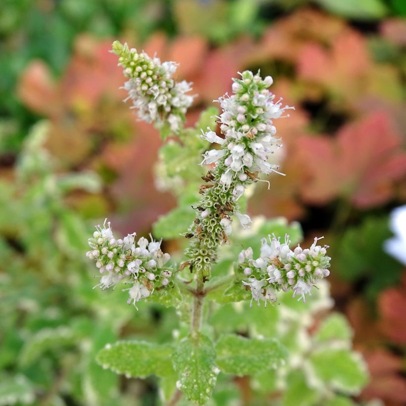 Mastranzo Variegata (Floración)