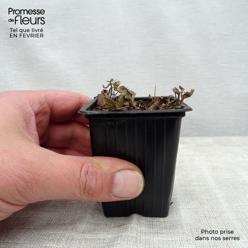 Menthe panachée ananas - Mentha suaveolens Pinedo Pot de 10 cm/11cm Ejemplar entregado en invierno