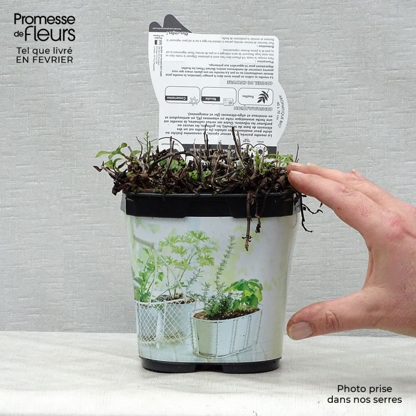 Menthe poivrée - Mentha piperata en plant BIO Pot de 1L./1,5L. Ejemplar entregado en invierno